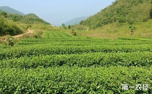安徽茶叶协会起草公约 避免天价茶炒作