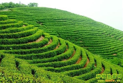 浙江龙泉付金龙种植茶叶带农致富