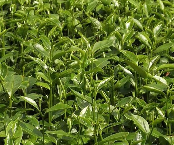 不复杂一,几个注意事项品种分片栽植,同时也为今后我乡提升茶叶产品
