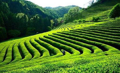 某某茶业有限公司,始建于000x年,是一家集基地种植,科技研发,产品加工