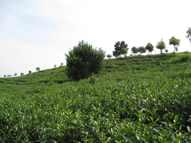 首页 开阳在线 开阳黄页 茶叶种植加工及销售 农副产品生产及加工