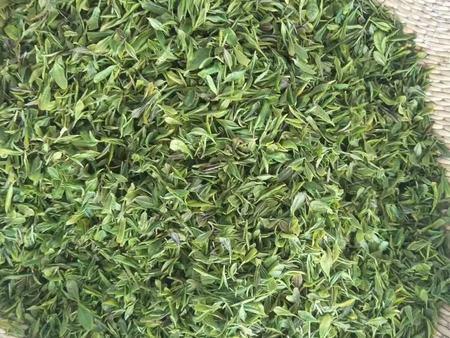【君沅茶场】烟台绿茶生产厂家 烟台红茶生产厂家 烟台茶叶种植